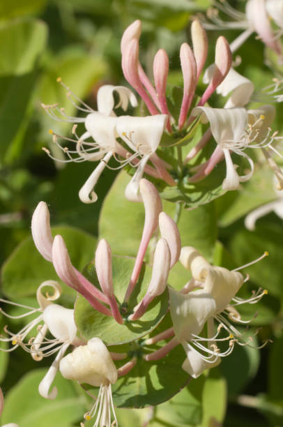 istock Lonicera caprifolium flowers close up 1164341137