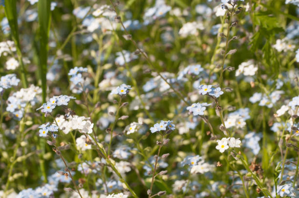 istock Forget-me-not blue flowers, close up shot 1164341141