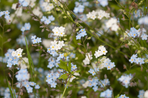 istock Forget-me-not blue flowers, close up shot 1164341150