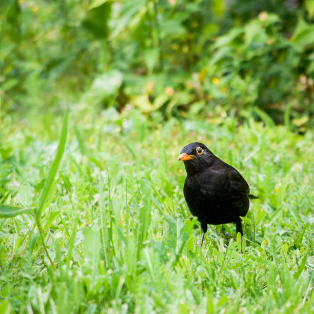 istock blackbird in the garden 1164342688