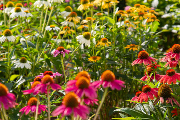 istock red coneflowers (Echinacea) with blurry multicolored coneflowers in front and back 1164342767