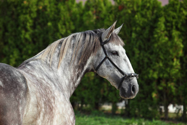 A white horse with a ​blue background