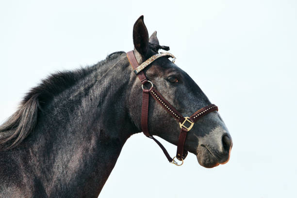 istock Dapple-grey Andalusian horse portrait on sky background 1164344982