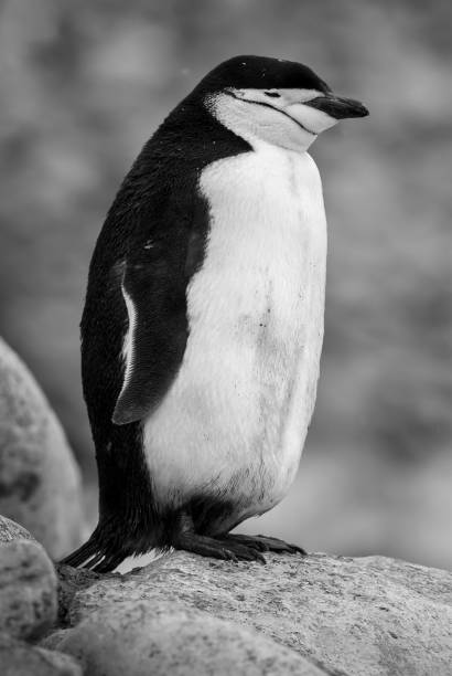 istock chinstrap penguin.Peninsula Antartica 1164346010