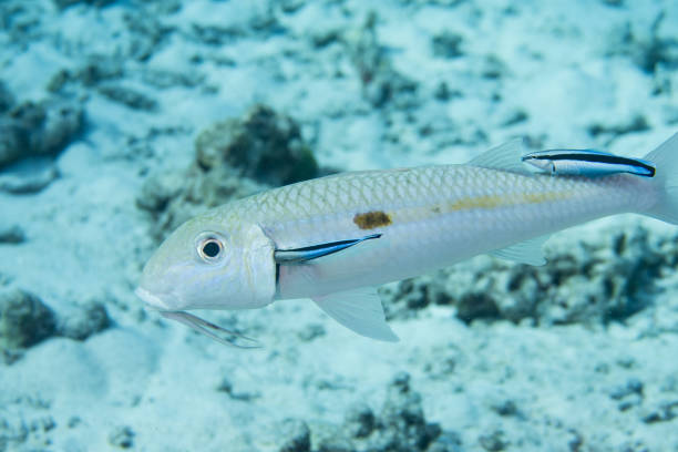 A white goatfish with chin barbels is cleaned by two bluestreak cleaner wrasses, Labroides dimidiatus, at a cleaning station on the coral reef of the Similan underwater national park in Thailand Cleaner wrasses greet visitors in an effort to secure the food source and cleaning opportunity with the client in a mutualistic relationship. labroides dimidiatus stock pictures, royalty-free photos & images