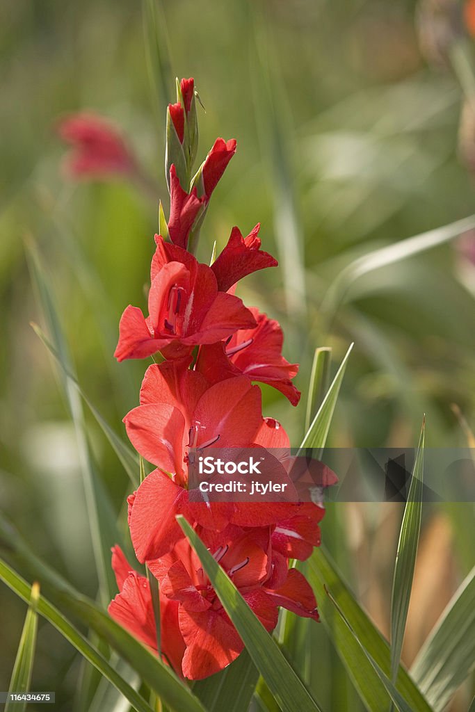 Rosso Gladiola - Foto stock royalty-free di Aiuola