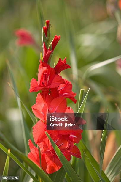 Rosso Gladiola - Fotografie stock e altre immagini di Aiuola - Aiuola, Ambientazione esterna, Colore brillante