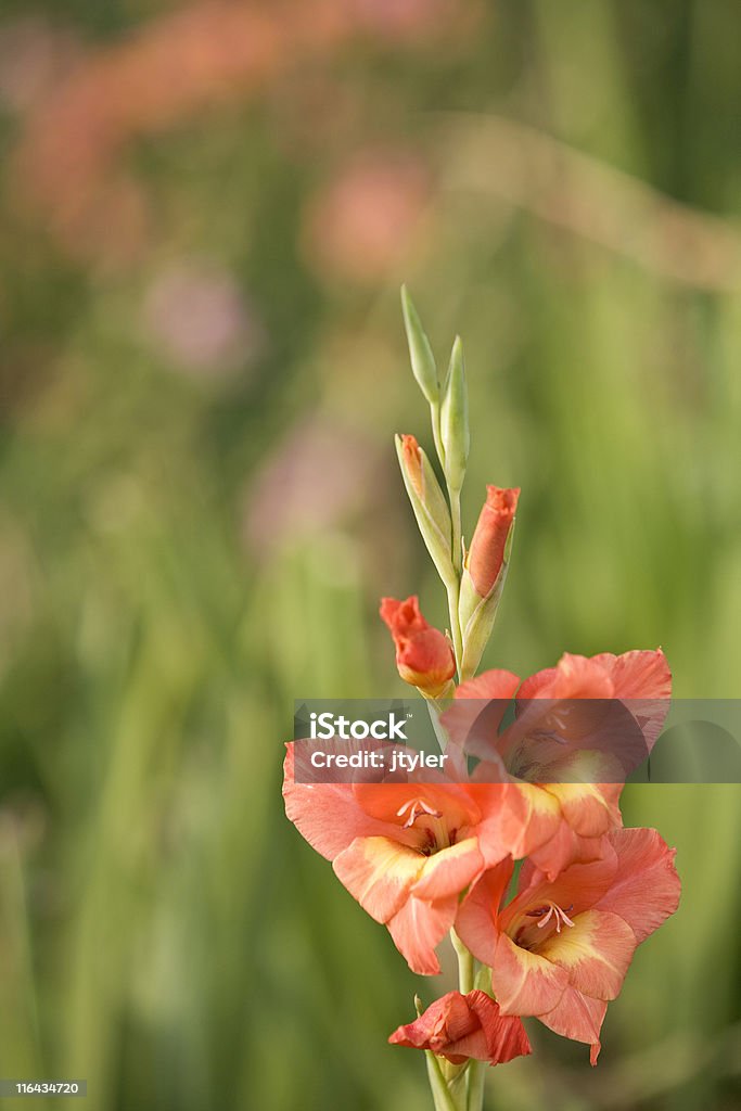 Gladiola laranja - Foto de stock de Canteiro de Flores royalty-free