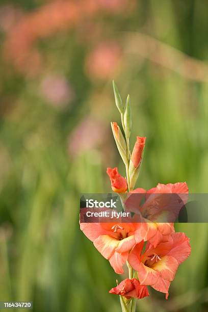 Foto de Gladiola Laranja e mais fotos de stock de Canteiro de Flores - Canteiro de Flores, Cor Vibrante, Espaço para Texto