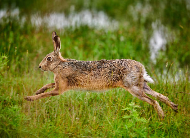 A brown hare runs across a grassy hillside on a bright day