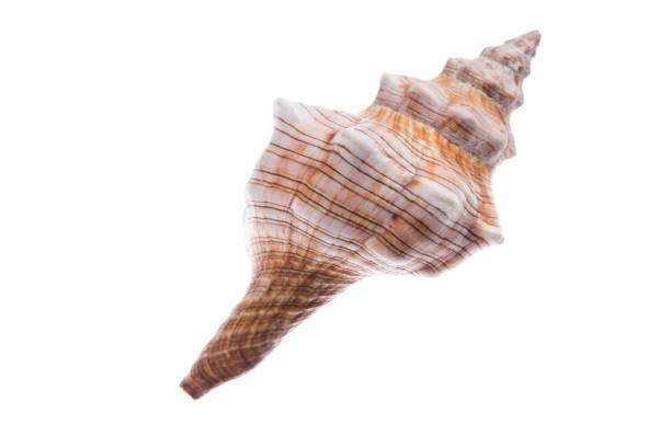 istock Seashell closeup. Isolated on white background. Clipping path. 1164348578