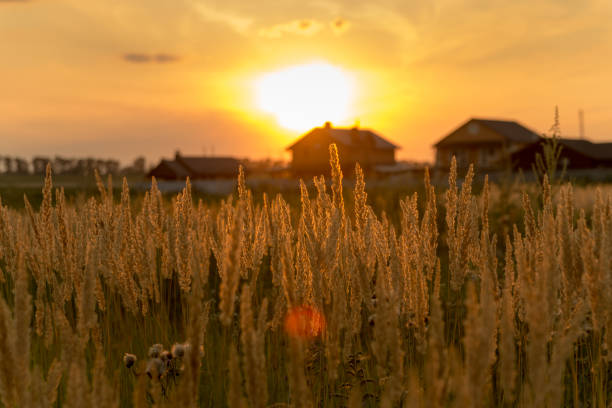 Stems of grass at sunset. Can be used as background.