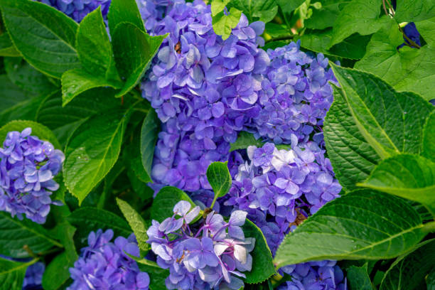 bellissimo cespuglio di ortensie in fiore con fiori blu e foglie verdi - hydrangea gardening blue ornamental garden foto e immagini stock