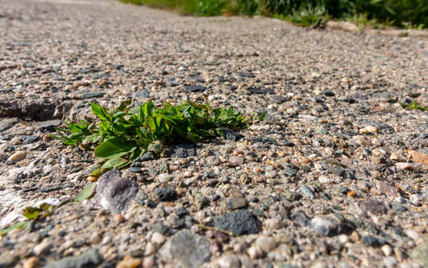 Clump of green weeds growing in gravel stock photo