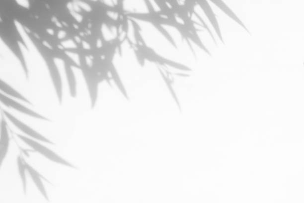 Gray shadow of the leaves on a white wall