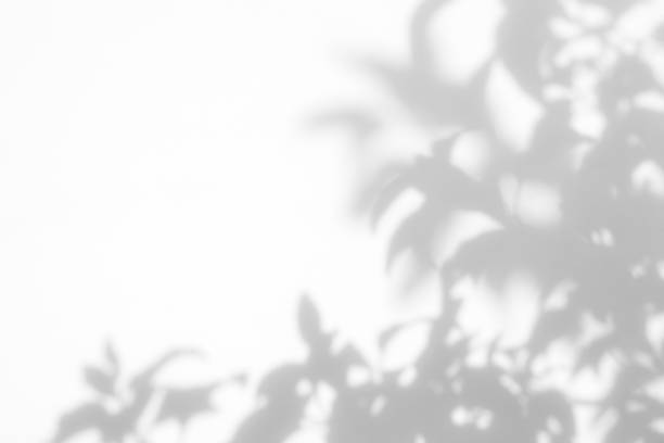 istock Gray shadow of the leaves on a white wall 1164348905