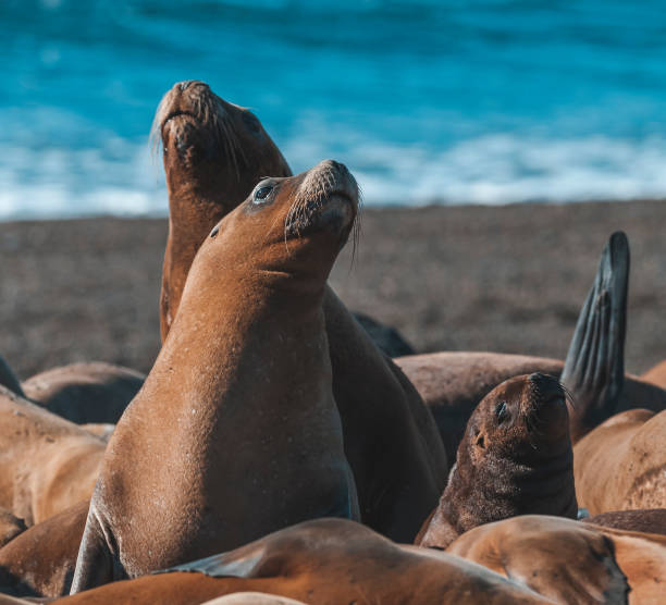 istock Sea Lion pup 1164349697