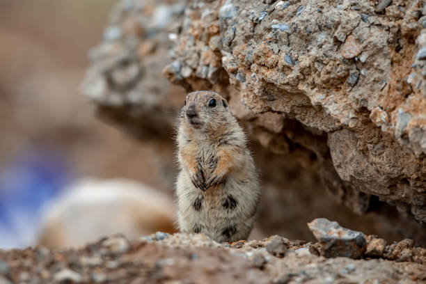 istock European Ground Squirrel on its hind legs 1164350094