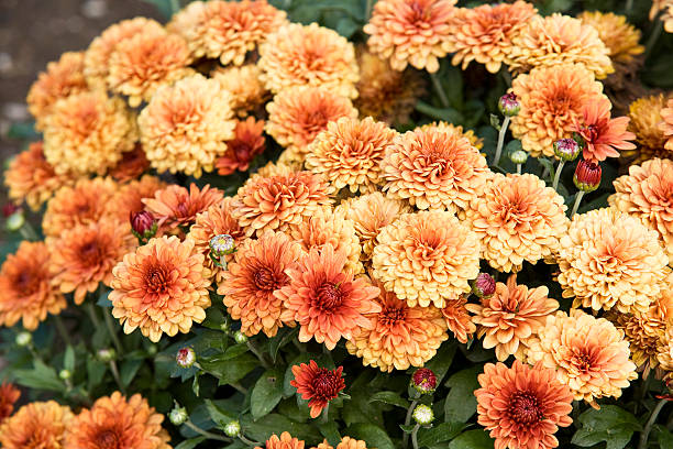 istock Dahlias in the Garden 116435026