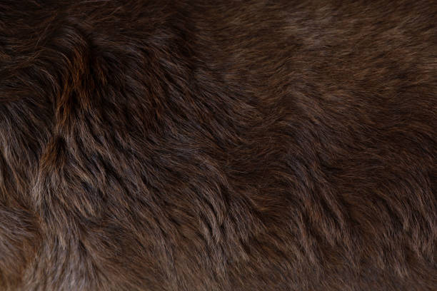 vista ravvicinata del feltro di cane sano lucido capelli castani scuri di pelliccia riccia del cane labrador per uno sfondo, texture di motivi. - peloso foto e immagini stock