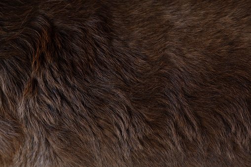 Close up view of the felted of shiny healthy dog dark brown hair of labrador dog curly fur for a background, patterns texture.