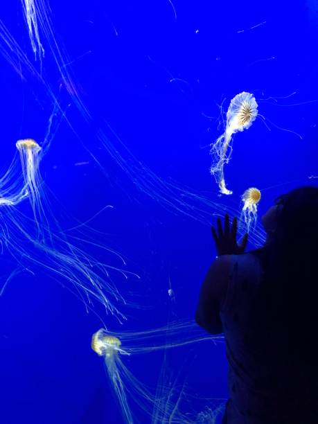 istock Georgia Jellies 1164351961