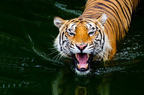 istock Close-up photos While the tiger is playing in the water 1164353277