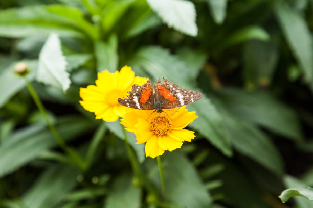 istock butterfly on a yellow flower 1164354098