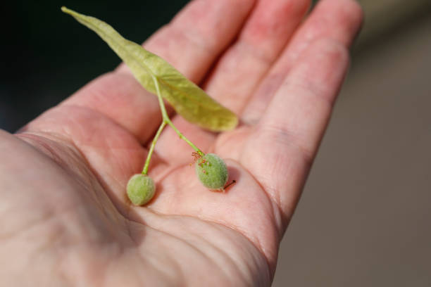 Tilia cordata (small-leaved lime, occasionally littleleaf linden or small-leaved linden)