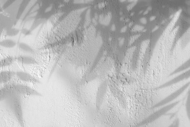 istock Gray shadow of the leaves on a white concrete textured wall 1164354326