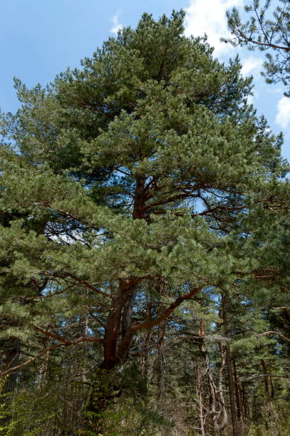 istock Landscape at Plana mountain 1164354490