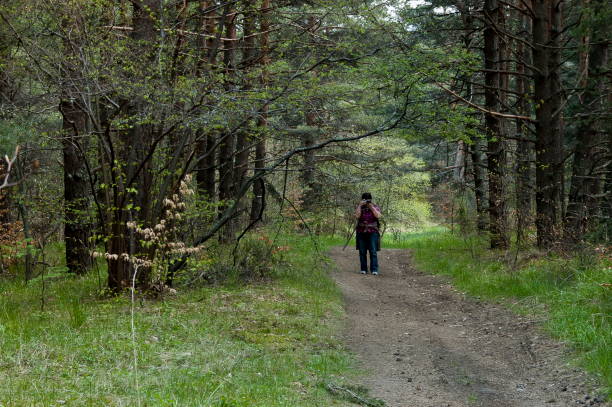 istock Landscape at Plana mountain 1164354624