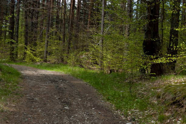 istock Landscape at Plana mountain 1164354663