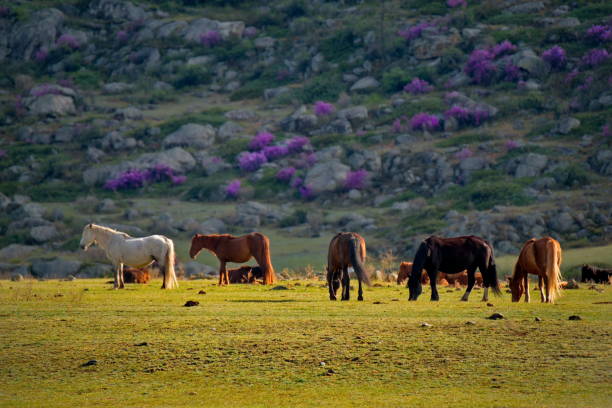 istock Russia. Mountain Altai. 1164354742