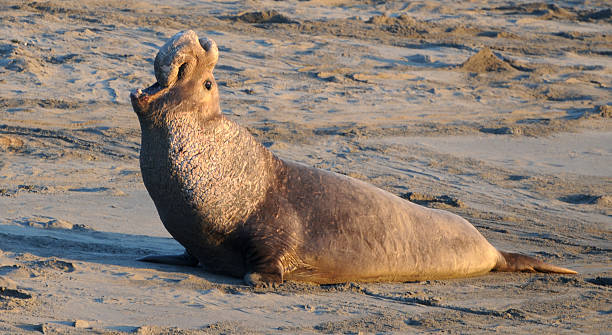 istock male elephant seal, Mirounga angustirostris 116435485