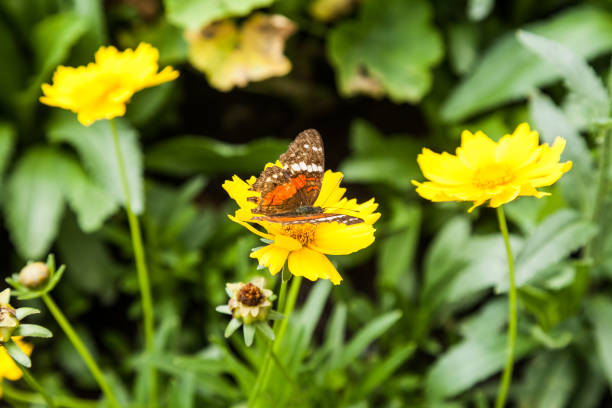 istock butterfly on a yellow flower 1164356072