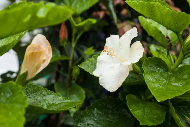 flower of hibiscus-flower of white color