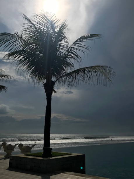 istock Silhouette of palm tree on beach 1164356763