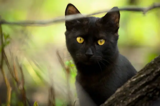 Photo of Black cat peeking out from behind a tree