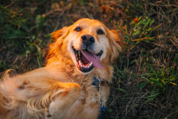 golden retriever lying on back - golden retriever retriever golden dog imagens e fotografias de stock
