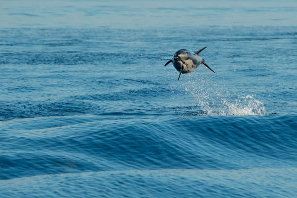 istock striped Dolphins while jumping in the deep blue sea 1164359001