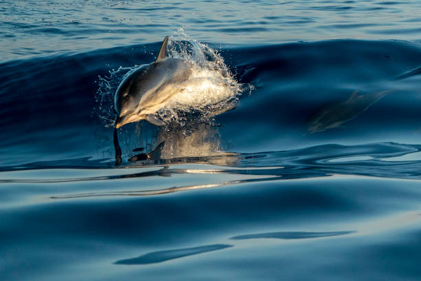 istock striped Dolphins while jumping in the deep blue sea 1164359007