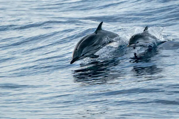 Photo of mother and calf baby striped Dolphins while jumping in the deep blue sea