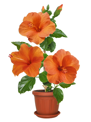 bright large flowers and buds of potted orange hibiscus Torino