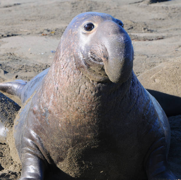 Male elephant seal, 
