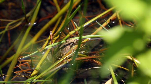 istock Frog swims in Aydin's reeds.
Aydin/Turkey 11/05/2015 1164359914
