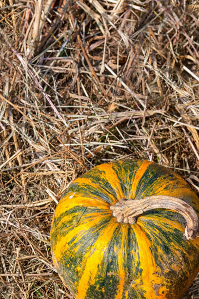 un campo de calabazas maduras. el aceite de semilla de calabaza se extrae de este tipo de calabaza. - kurbis fotografías e imágenes de stock