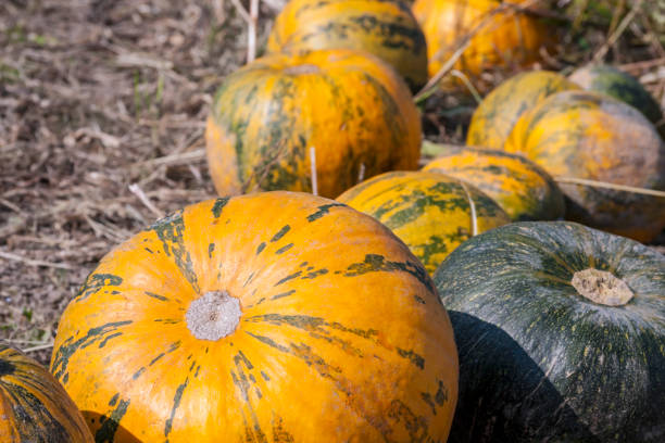 un campo de calabazas maduras. el aceite de semilla de calabaza se extrae de este tipo de calabaza. - kurbis fotografías e imágenes de stock