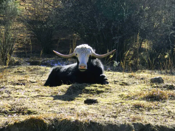 Yak taking rest in a sunny morning after many hours of grazing in Haa valley near china border ,Bhutan