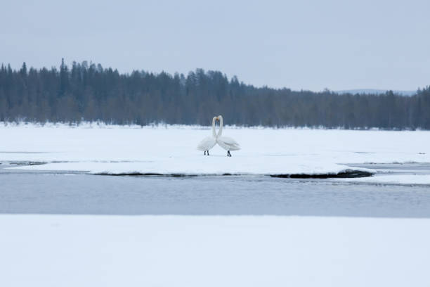 Swans on partially frozen lake in Finland at spring